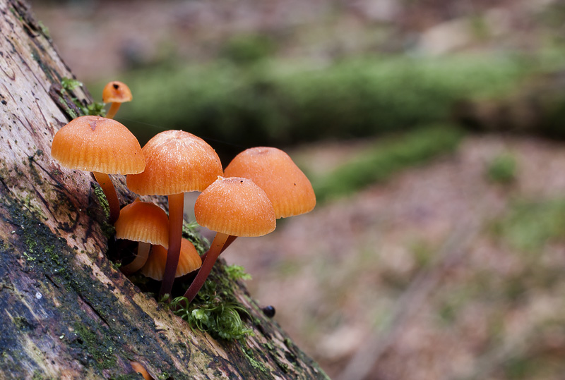 Xeromphalina campanella